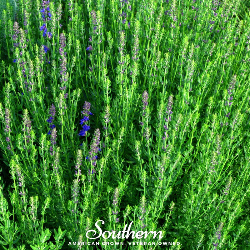 Load image into Gallery viewer, Blue Hyssop – 200 Seeds
