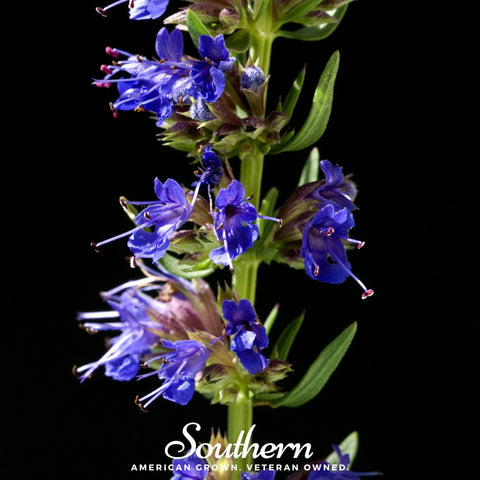 Blue Hyssop – 200 Seeds, additional product view 2