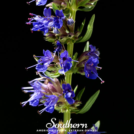 Blue Hyssop – 200 Seeds