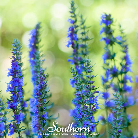 Blue Hyssop 200 Seeds