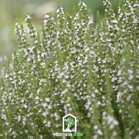 White Hyssop – 50 Seeds, additional product view 2