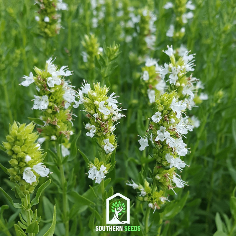 Load image into Gallery viewer, White Hyssop – 50 Seeds
