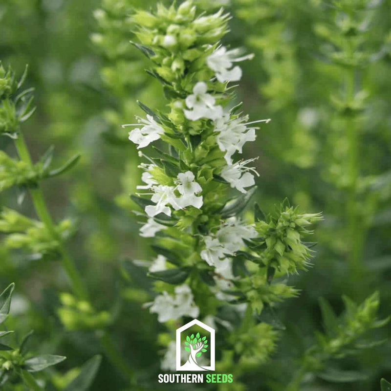 Load image into Gallery viewer, White Hyssop – 50 Seeds
