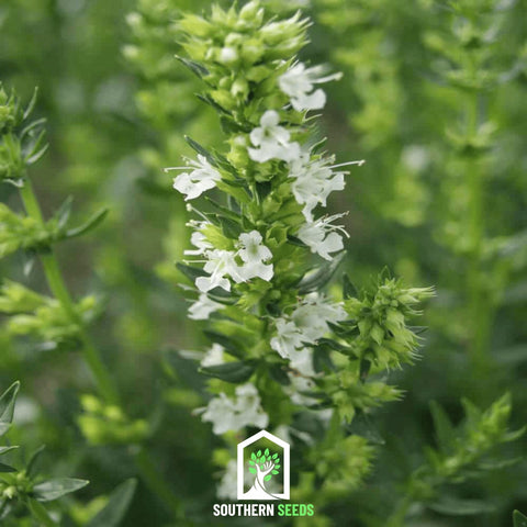 White Hyssop 50 Seeds