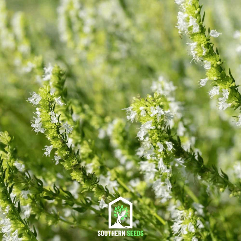 Load image into Gallery viewer, White Hyssop – 50 Seeds
