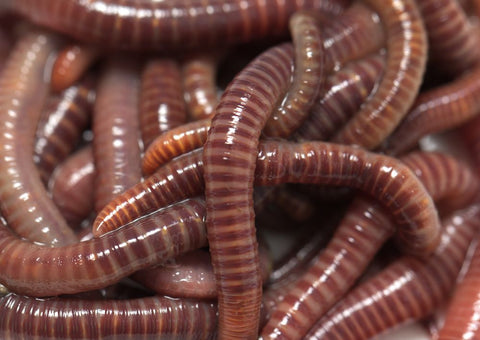 Composting Worms — The Soil Makers live composting worms.