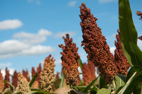 Grain sorghum milo seed used for bird feed and decoration.