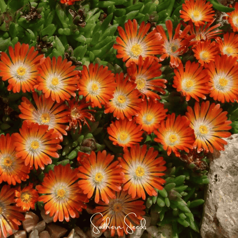 Orange Gelato Ice Plant – 200 Seeds, additional product view 2