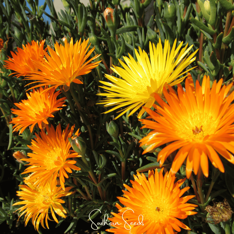 Load image into Gallery viewer, Orange Gelato Ice Plant – 200 Seeds
