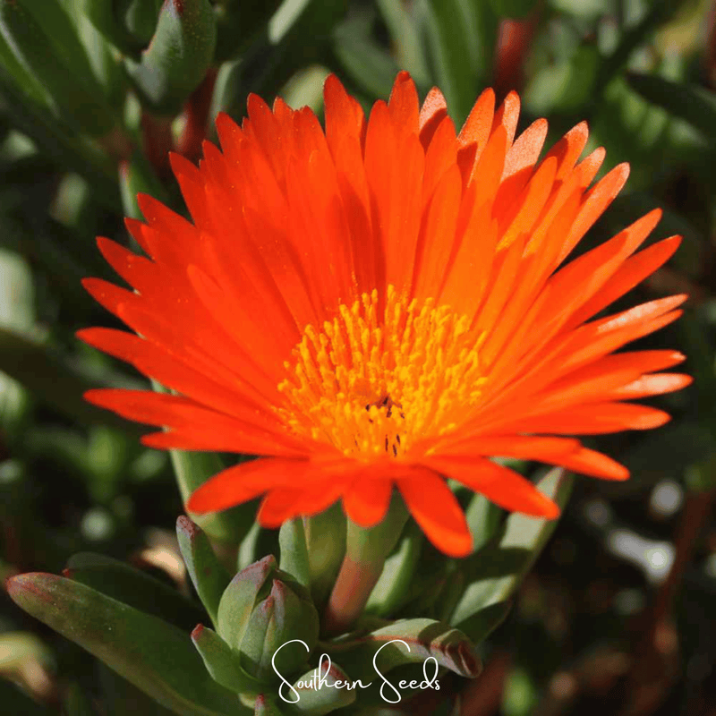 Load image into Gallery viewer, Orange Gelato Ice Plant – 200 Seeds
