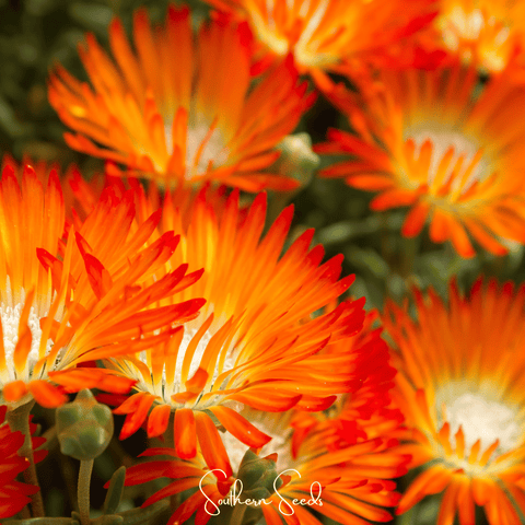 Orange Gelato Ice Plant 200 Seeds