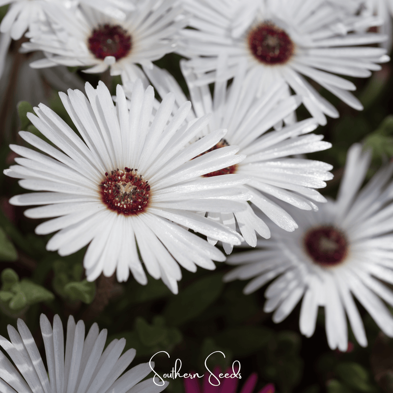 Load image into Gallery viewer, Gelato White Ice Plant – 200 Seeds
