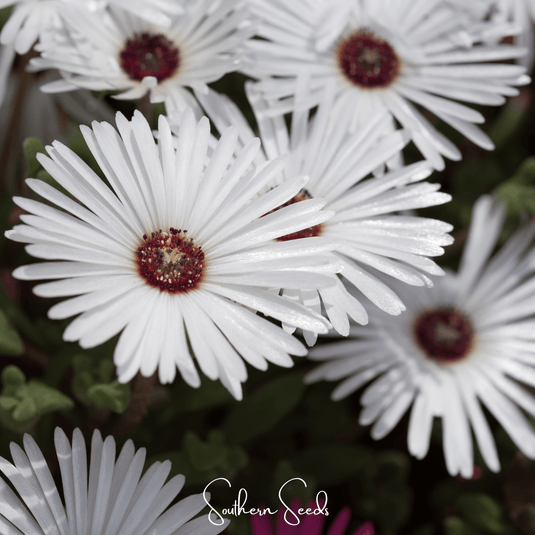 Gelato White Ice Plant – 200 Seeds