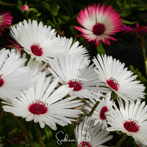 Gelato White Ice Plant 200 Seeds