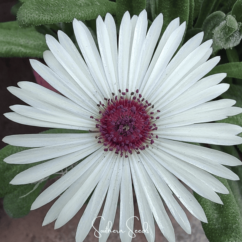 Load image into Gallery viewer, Gelato White Ice Plant – 200 Seeds

