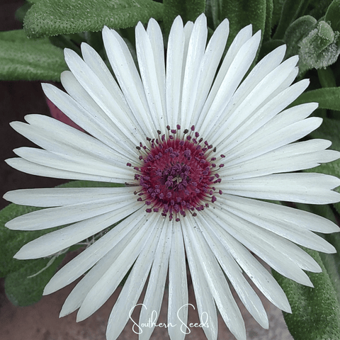 Gelato White Ice Plant – 200 Seeds, additional product view 2
