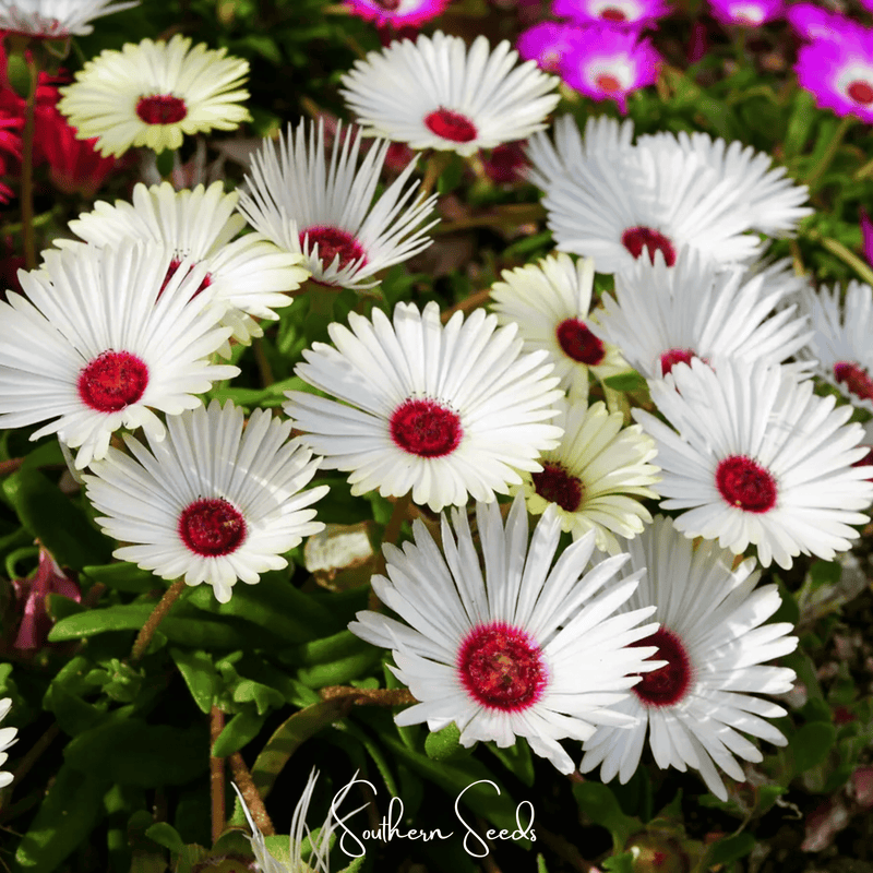 Load image into Gallery viewer, Gelato White Ice Plant – 200 Seeds
