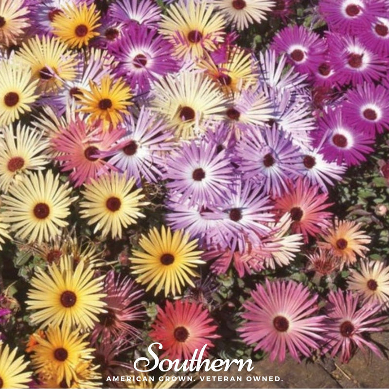 Load image into Gallery viewer, Ice Plant Mix – 200 Seeds
