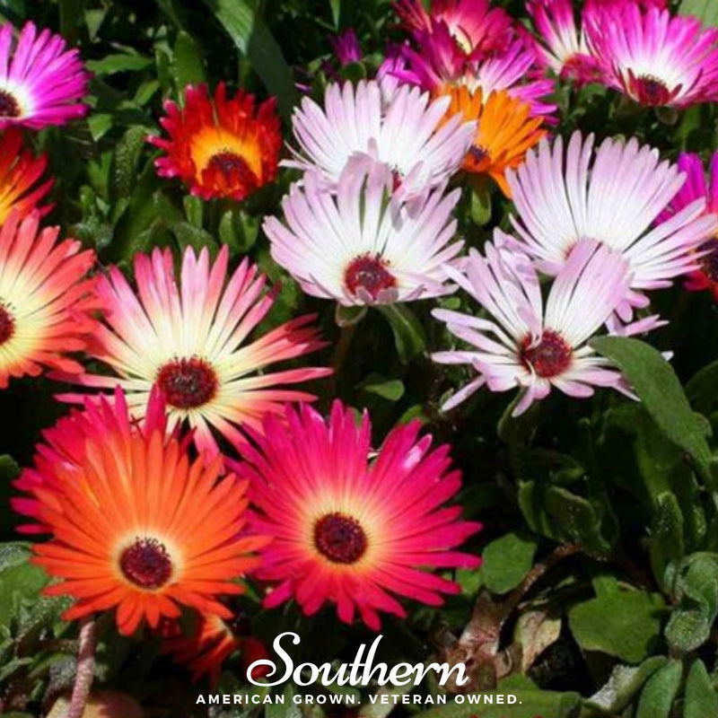 Load image into Gallery viewer, Ice Plant Mix – 200 Seeds
