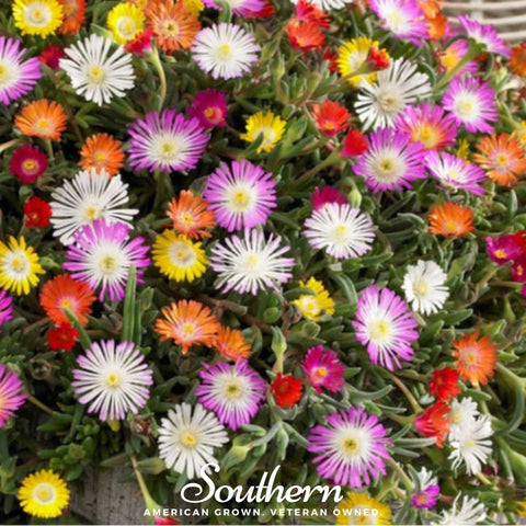 Ice Plant Mix – 200 Seeds, additional product view 2