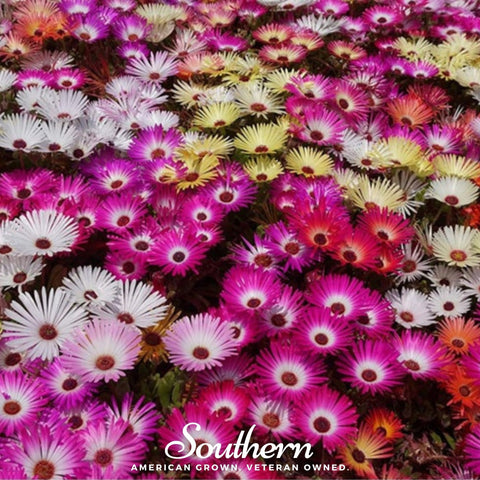 Ice Plant Mix 200 Seeds