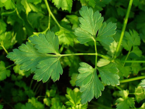 Organic Plain Leaf Parsley seeds package, GrowTime Garden Supply