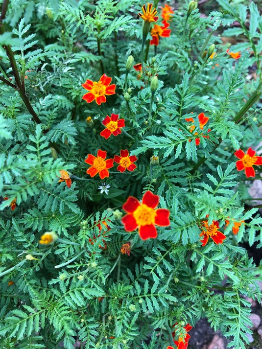 Organic French Gem Marigolds