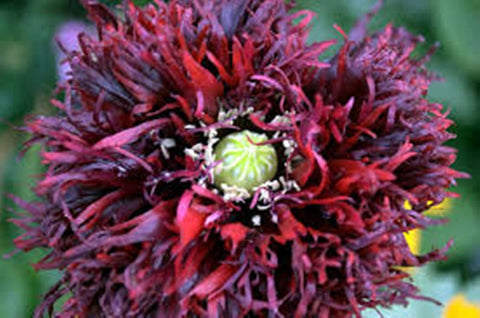 Black Swan Peony Poppy seeds package, GrowTime Garden Supply