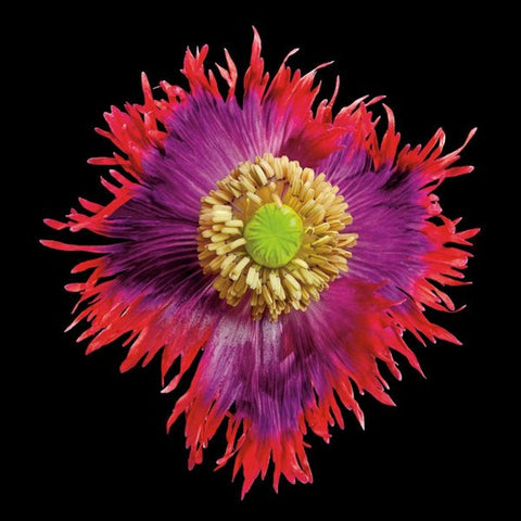Organic Drama Queen Poppy seeds package, GrowTime Garden Supply