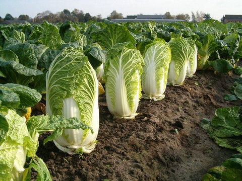 Heirloom Organic Michihili Chinese Cabbage seeds package, GrowTime Garden Supply