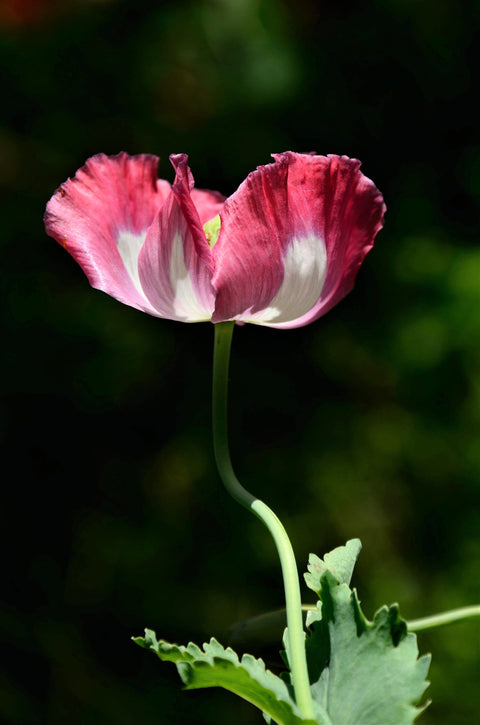 Rare Amphora Poppy seeds package, GrowTime Garden Supply