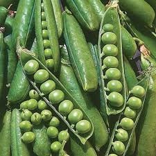 Organic Wando Pea seeds package, GrowTime Garden Supply
