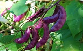 Organic Royal Burgundy Bush Bean seeds package, GrowTime Garden Supply