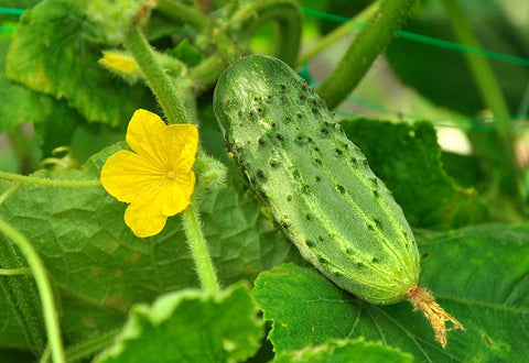 Organic Heirloom Pickle Bush Cucumber seeds package, GrowTime Garden Supply