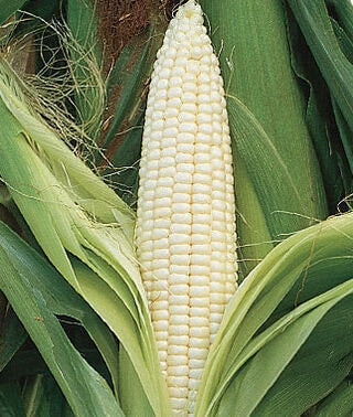 Heirloom Organic Silver Queen Sweet Corn seeds package, GrowTime Garden Supply
