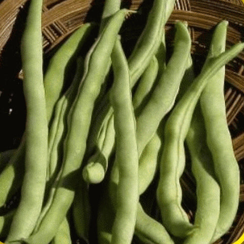 Heirloom Organic Kentucky Wonder Pole Bean seeds package, GrowTime Garden Supply