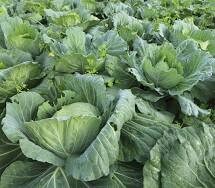 Organic Heirloom Collard Cabbage Green seeds package, GrowTime Garden Supply