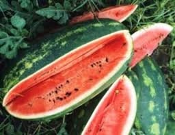 Heirloom Organic Congo Watermelon Seeds, additional product view 2