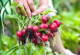 Heirloom Organic Early Scarlet Globe Radish Seeds, additional product view 2