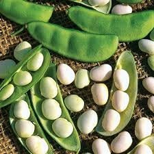 Heirloom Organic White Dixie Butterpea Bush Lima Bean seeds package, GrowTime Garden Supply