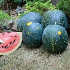 Heirloom Organic Moon and Stars Watermelon Seeds (Sun, Moon and stars Watermelon) Seeds, additional product view 2