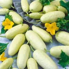 Heirloom Organic White Wonder Cucumber seeds package, GrowTime Garden Supply
