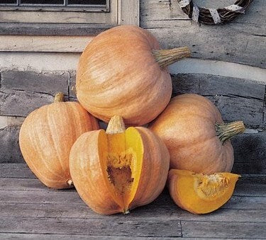 Rare Heirloom Organic Amish Pie Pumpkin seeds package, GrowTime Garden Supply
