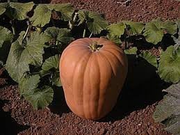 Load image into Gallery viewer, Rare Pumpkin! Heirloom Organic Amish Pie Pumpkin seeds
