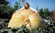 Organic Dill's Atlantic GIANT Pumpkin seeds pack, additional product view 2