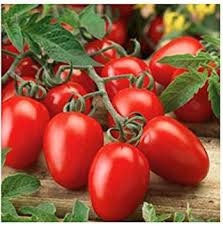 Organic Roma Tomato seeds package, GrowTime Garden Supply