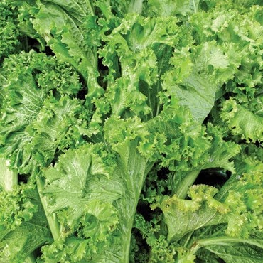 Organic Heirloom Henpecked Mustard seeds package, GrowTime Garden Supply
