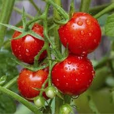 Heirloom Organic Large Cherry Tomato seeds package, GrowTime Garden Supply