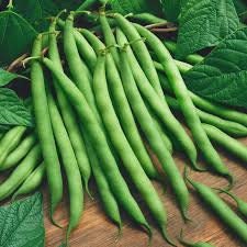 Heirloom Organic Blue Lake Pole Bean seeds package, GrowTime Garden Supply