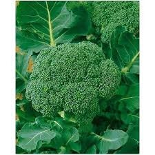 Heirloom Organic Waltham 29 Broccoli seeds package, GrowTime Garden Supply
